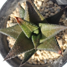 ΗAnI`A-Haworthia tessellata RYOKURYU