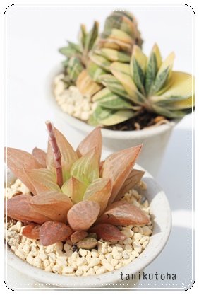 Ԓւ͂Ȃ΂AnI`A-Haworthia HANATUBAKI