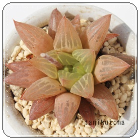 Ԓ,nI`A-Haworthia HANATUBAKI