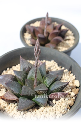 ubN}W[,ubN}W[gt,ubN}W[ʔ,ubN}W[ĕB₵,nI`A-Haworthia Black Major