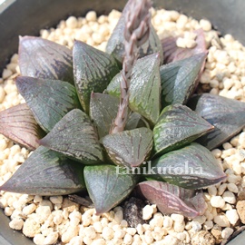 ubN}W[,ubN}W[,ubN}W[uꏊ,nI`A-Haworthia Black Major