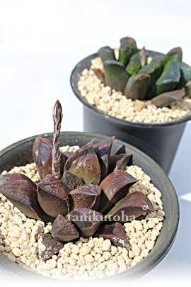 `R[gAnI`A-Haworthia Cholate