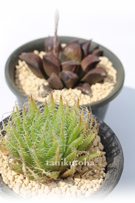 ANmCfA,ANmCfAʔ,ANmCfA,ANmCfAĕB₵,[XnnI`A,ANmCfAgt,nI`A-Haworthia arachnoidea