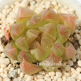 ьPAnI`A-Haworthia RINGOHIME