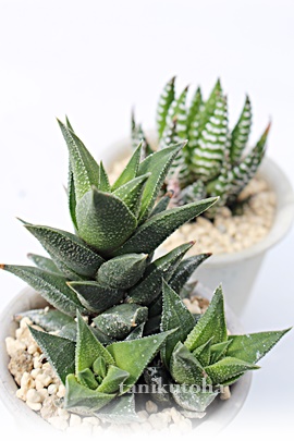 uAnI`A-Haworthia hyb. KEISOU