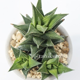 uAnI`A-Haworthia hyb. KEISOU