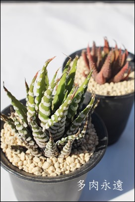 \̊ȃ^Cv,JXj,zj,Vzj,hVj,܎Oj,o^CMtg,iwj,nI`A-Haworthia fasciata v.VERY BAND.