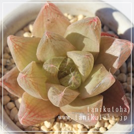 vjtHA,JXj,zj,Vzj,hVj,܎Oj,o^CMtg,iwj,nI`A-Haworthia cymbiformis v. planifolia.