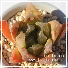 ԂKN,nI`A,z,JXj,zj,Vzj,hVj,܎Oj,o^CMtg,iwj,nI`A-Haworthia AKAIBARA.