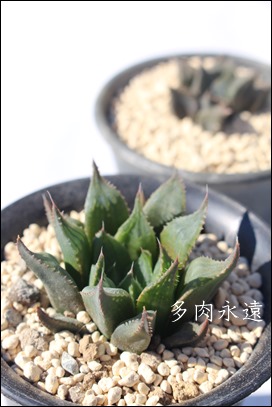 ~rXo[WJJA,JXj,zj,Vzj,hVj,܎Oj,o^CMtg,iwj,nI`A-Haworthia mirabilis var calcarea CL1 JDV84/65 DeHoop