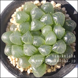 Iuc[TXvO{bNuPCg,JXj,zj,Vzj,hVj,܎Oj,o^CMtg,iwj,nI`A-Haworthia obtusa splingbokbrakate