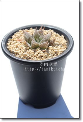 G,G̒ʔ,G̈ĕ,G₵,JXj,zj,Vzj,hVj,܎Oj,o^CMtg,iwj,nI`A-Haworthia Shirayuki emaki.