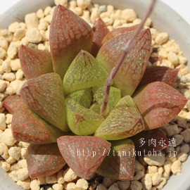 cM_fj[,cM_fj[̒ʔ,cM_fj[̈ĕ,cM_fj[₵,JXj,zj,Vzj,hVj,܎Oj,o^CMtg,iwj,nI`A-Haworthia turgida rodinii.