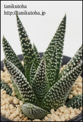 HV,HV̒ʔ,HV̈ĕ,HV₵,nI`AJXj,JXj,zj,Vzj,hVj,܎Oj,o^CMtg,iwj,nI`A-Haworthia astrolobaX pumila v. papillosa.