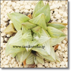 X,nI`A,X̒ʔ,Ẍĕ,X₵,nI`AJXj,zj,hVj,aj,Vzj,-Haworthia turgida cv. variegata,i@ɂƂ