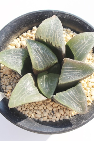 RvgjA,JXj,zj,Vzj,hVj,܎Oj,o^CMtg,iwj,nI`A-Haworthia myricaceae comptonia