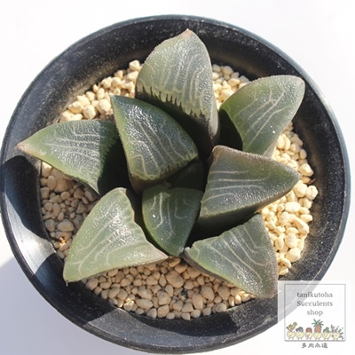 RvgjA,nI`A,RvgjA̒ʔ,RvgjÄĕRvgjA₵,nI`AJXj,zj,hVj,aj,Vzj,-Haworthia myricaceae comptonia,i@ɂƂ