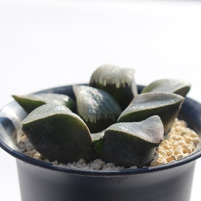 RvgjA,nI`A,RvgjA̒ʔ,RvgjÄĕRvgjA₵,nI`AJXj,zj,hVj,aj,Vzj,-Haworthia myricaceae comptonia,i@ɂƂ