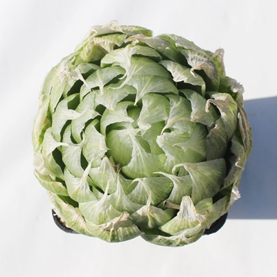 bNEbfB[,nI`A,bNEbfB[̒ʔ,bNEbfB[̈ĕbNEbfB[₵,nI`AJXj,zj,hVj,aj,Vzj,-Haworthia lockwoodii,i@ɂƂ