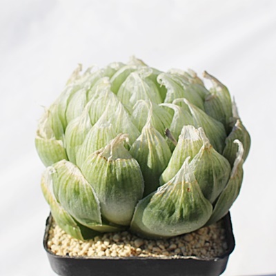 bNEbfB[,nI`A,bNEbfB[̒ʔ,bNEbfB[̈ĕbNEbfB[₵,nI`AJXj,zj,hVj,aj,Vzj,-Haworthia lockwoodii,i@ɂƂ