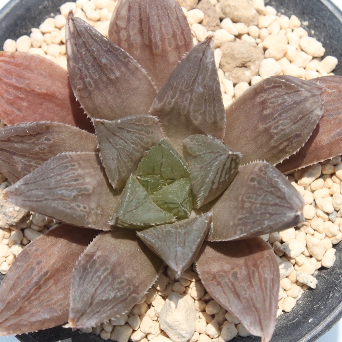 AgtXJz Ԕ,AgtXJz Ԕ̒ʔ,AgtXJz Ԕ̈ĕ,AgtXJz Ԕ₵,nI`AJXj,JXj,zj,Vzj,hVj,܎Oj,o^CMtg,iwj,nI`A-Haworthia atro-fusca