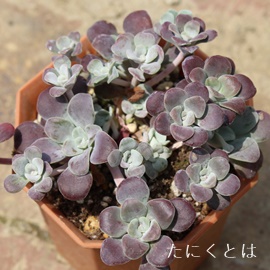 p[vEAnCetBE-Hylotelephium spaturifolium purpreum