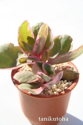 カランコエの販売 カランコエの通販カランコエの増やし方 カランコエの育て方 Genus Kalanchoe Crassulaceae Kalanchoe 多肉永遠 たにくとはcuctus And Succulents Onlineshop From Japan Tanikutoha