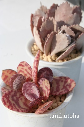 t~XAJRG-Kalanchoe humilis