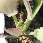 qA͂,JRG-Kalanchoe laetivirens