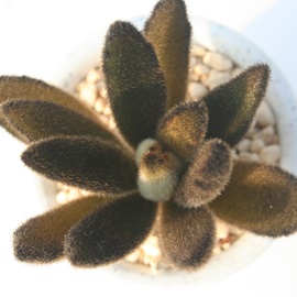 V[K[,V[K[ĕB₵,V[K[ʔ,V[K[gt,JRG-Kalanchoe tomentosa 'Show Gril'