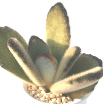 eAƂAJRG-Kalanchoe tomentosa 'Black'