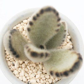 eAقƂAJRG-Kalanchoe tomentosa 'Star'