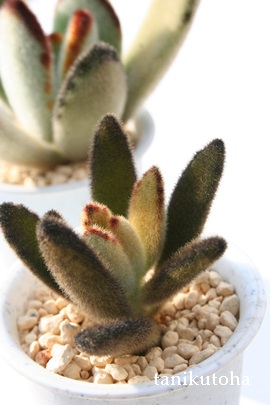 S[fo[j[AJRG-Kalanchoe tomentosa cv 'Gold'