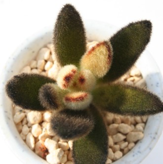 S[fo[j[AJRG-Kalanchoe tomentosa cv 'Gold'