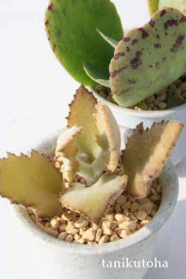 xnVXAJRG-Kalanchoe beharensis