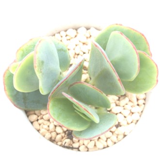 }jGAiAJRG-Kalanchoe marnieriana