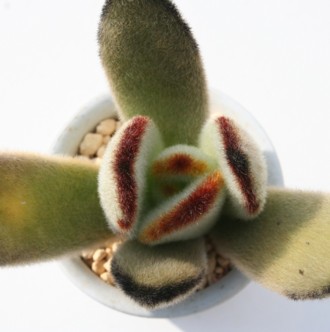 WCAgrbgAJRG-Kalanchoe tomentosa cv 'Giant'