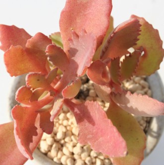 ~݂,OfB[t[AJRG-Kalanchoe grandiflora 'FUYUMOMIJI'