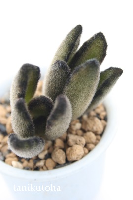 eÂAJRG-Kalanchoe tomentosa cv 'NOUSAGI'