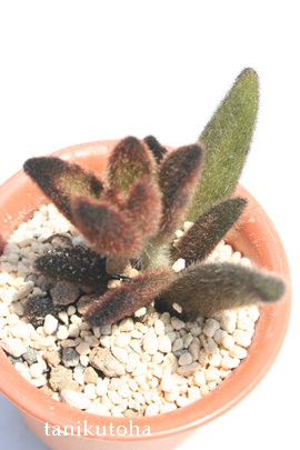 uEAJRG-Kalanchoe tomentosa cv 'Brown'