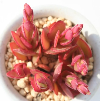 Pg񓔁AЂ߂ׂɂ傤AJRG-Kalanchoe manginii