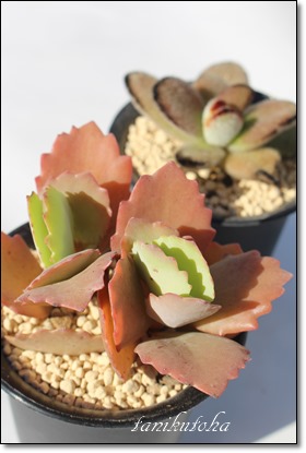 J[joAJRG-Kalanchoe Curnival
