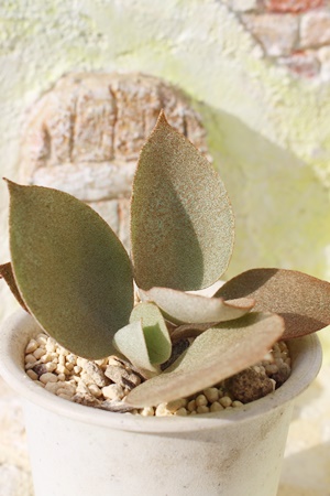 ̃Xv[,̃Xv[̔,̃Xv[ʔ,̃Xv[ĕ,̃Xv[B₵,JRG,JRG̒ʔ,JRG̈ĕ₵-Kalanchoe,i@ɂƂcuctus and succulents onlineshop from japan-TANIKUTOHA
