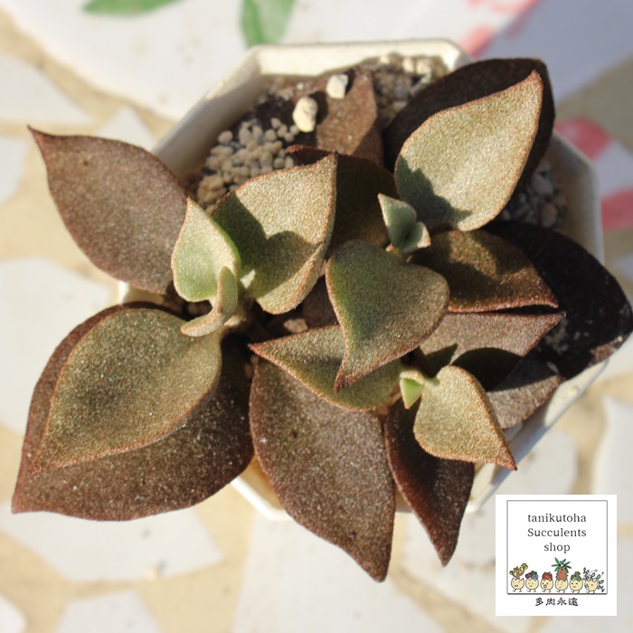 IMAX,IMAXʔ,IMAXĕ,IMAXB₵,ёA,JRG,JRG̒ʔ,JRG̈ĕ₵-Kalanchoe ORGYALIS,i@ɂƂcuctus and succulents onlineshop from japan-TANIKUTOHA