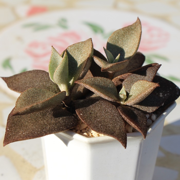 IMAX,IMAXʔ,IMAXĕ,IMAXB₵,ёA,JRG,JRG̒ʔ,JRG̈ĕ₵-Kalanchoe ORGYALIS,i@ɂƂcuctus and succulents onlineshop from japan-TANIKUTOHA