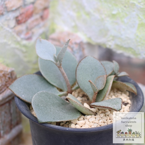 ̃Xv[,̃Xv[̔,̃Xv[ʔ,̃Xv[ĕ,̃Xv[B₵,JRG,JRG̒ʔ,JRG̈ĕ₵-Kalanchoe,i@ɂƂcuctus and succulents onlineshop from japan-TANIKUTOHA