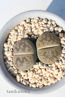 MAAg[vX-Lithops lesliei 