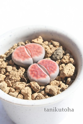 gbvbhAg[vX-Lithops 'Top Red'