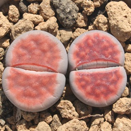 gbvbhAg[vX-Lithops 'Top Red'