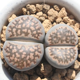 vlAӂAg[vX-Lithops salicola